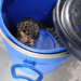 VÍDEO: menor felino selvagem do Brasil é capturado após entrar em imóvel em Jundiaí
