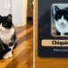 Gata adotada por shopping vira atração entre turistas e ganha até crachá de funcionária em Campos do Jordão, SP