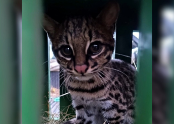 Após resgate em Jundiaí, menor felino selvagem do Brasil é devolvido à natureza; veja vídeo