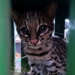 Após resgate em Jundiaí, menor felino selvagem do Brasil é devolvido à natureza; veja vídeo