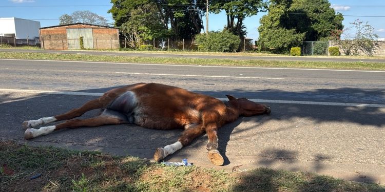 Cavalo morre atropelado por moto em rodovia de Piracicaba; caso é o 2º em menos de 24 horas